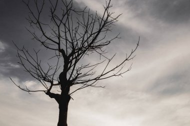 Akşam gökyüzünde bulutlar ile ölü ağaçlar.