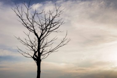 Gece gökyüzünde ölü ağaç bulutlar yumuşak ışık ile.