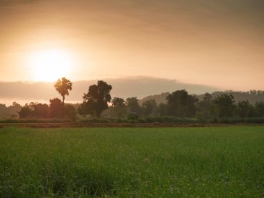 Altın şafak üzerinde yeşil tarlalarda.