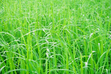 Çiğ çim yeşil tarlalarda.