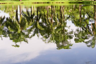 Ağaçlar su yansıması akşam.