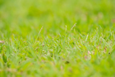 Çim ve çiçek açık gür.