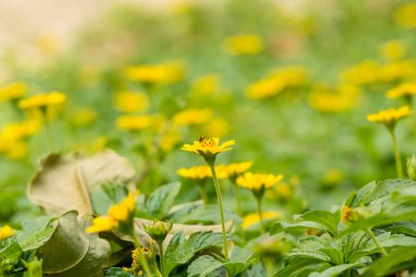 Arılar ile birçok küçük sarı çiçek.