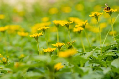 Arılar ile birçok küçük sarı çiçek.