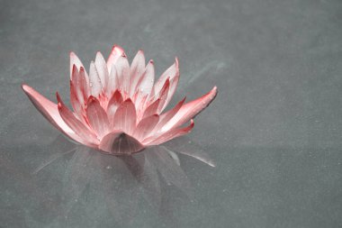 Lotus su akşam.