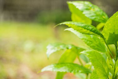 Yeşil akşam parkta bırakır..