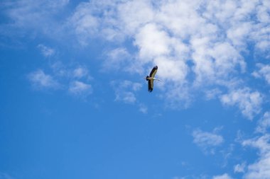 Bulutlu bir günde gökyüzünde Kuşlar uçar.