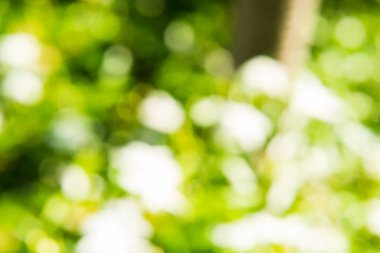 Yeşil ağaçlar bir bulanıklık.