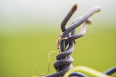 Dikenli tel bir yeşil sabah.