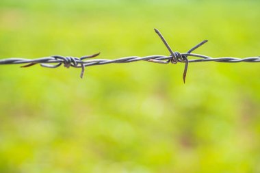 Barb yeşil bir arka plan sabahı.