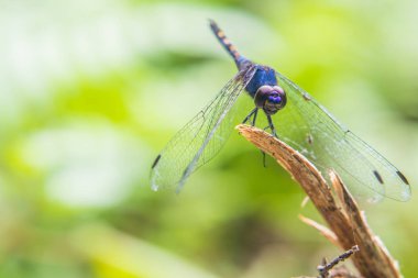 Mor yusufçuk dallar üzerinde tünemiş.