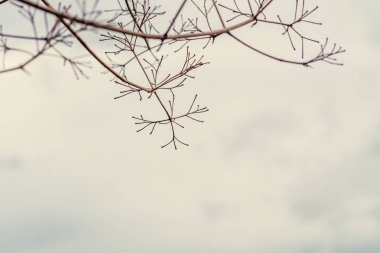 Gökyüzü bulutlu bir günde kuru dal.