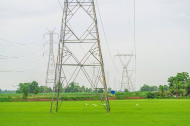 elektrik direkleri alanında.