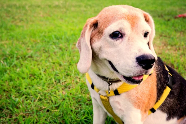 Beagle cane alla ricerca e posti a sedere sull'erba verde . — Foto Stock