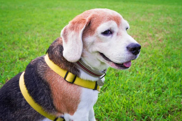 Beagle seggiolini per cani sull'erba verde . — Foto Stock