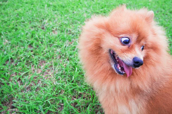 Pomeranian köpek komik surat yeşil çimenlerin üzerinde oturan.