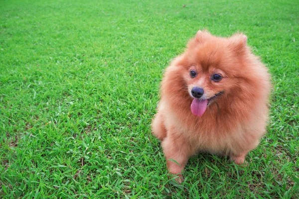 Pomeranian köpek kaygan dil koltuklarda yeşil çimen. — Stok fotoğraf