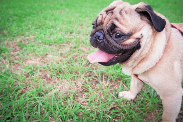Pug seggiolini laterali testa di cane e la lingua sull'erba verde . — Foto Stock