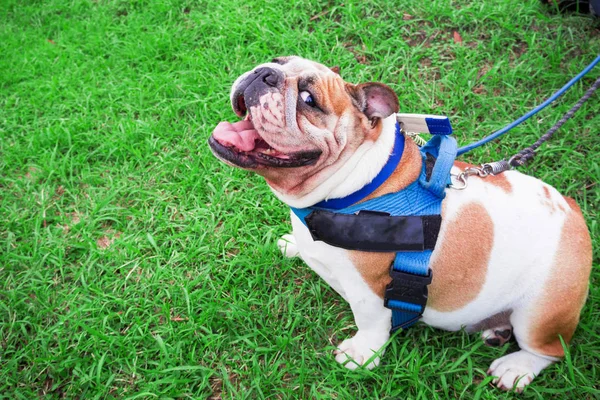 Cane bulldog faccia sorridente alla fotocamera . — Foto Stock
