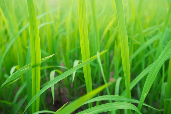 Green grass in the morning light. — Stock Photo, Image