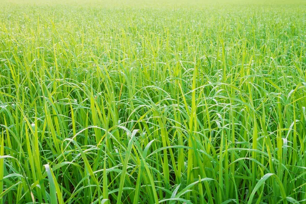 Zielona łąka z poranna Rosa na trawie. — Zdjęcie stockowe
