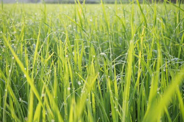 Grüne Felder Morgen mit dem Morgenlicht. — Stockfoto