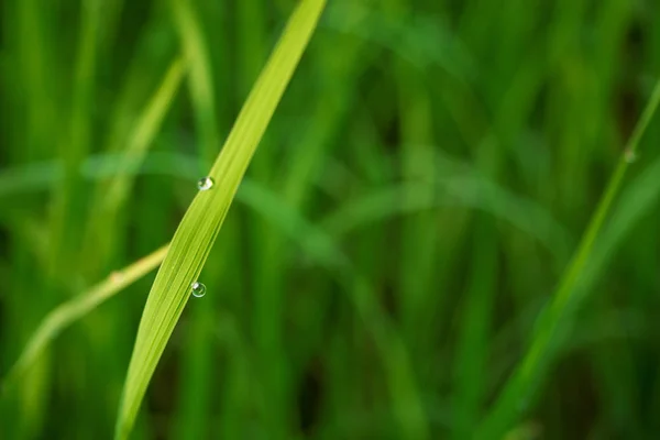 Wassertropfen auf dem grünen Gras am Morgen. — Stockfoto