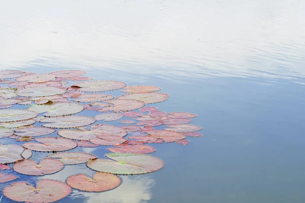 Akşam suda Lotus yaprağı.