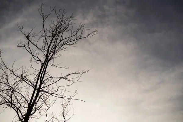 Árboles muertos en el cielo nublados . —  Fotos de Stock