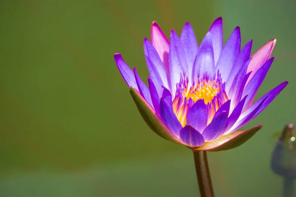 Ein lila Lotus im Bad der Morgensonne. — Stockfoto