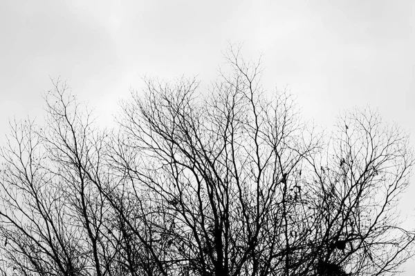 Dead trees on the sky with clouds in the evening. — Stock Photo, Image