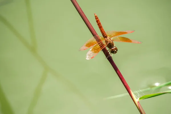 Стрекозы ловят на траве над водой . — стоковое фото