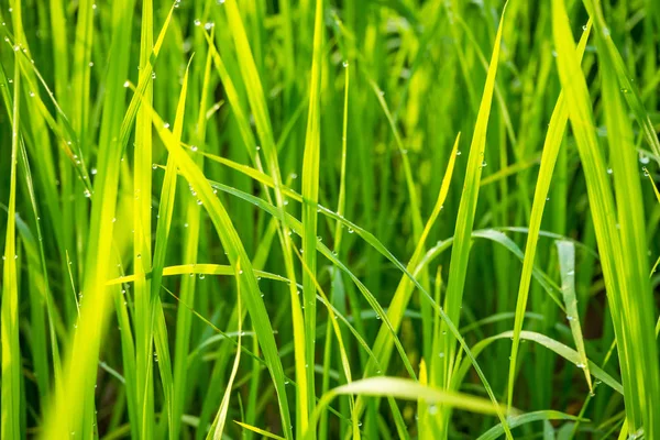 Grass with dew caught. — Stock Photo, Image