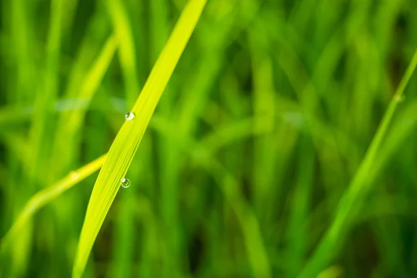 Gras mit Tau gefangen. — Stockfoto