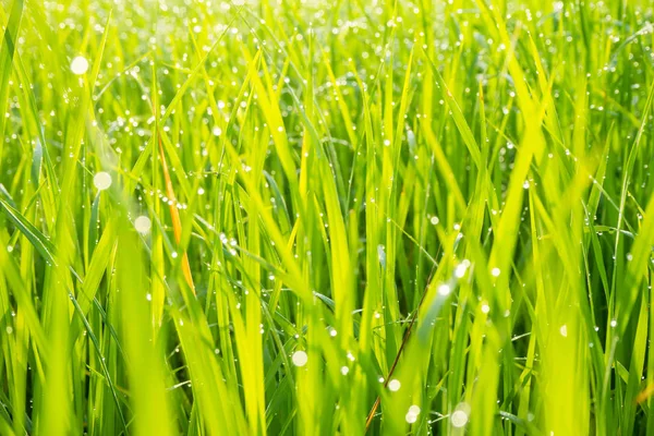 Gras mit Tau gefangen. — Stockfoto