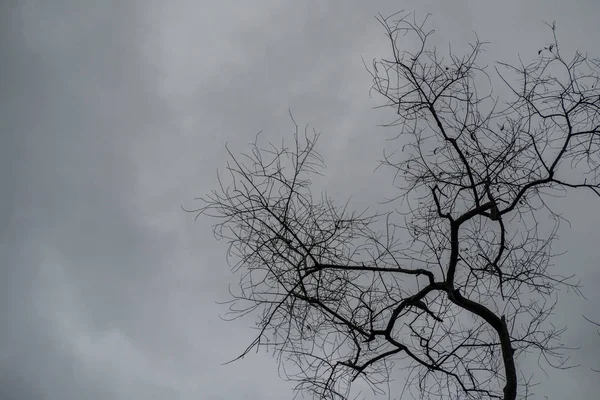 Árboles muertos en el cielo nublado . —  Fotos de Stock