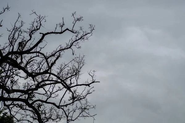 Árboles muertos en el cielo nublado . —  Fotos de Stock