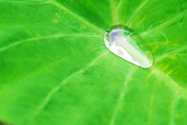 Dew on a lotus leaf rolling. — Stock Photo, Image