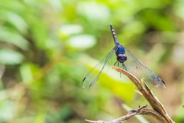 Purple dragonfly perched on twigs. — Stock Photo, Image