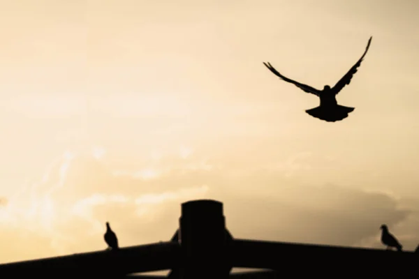 Vögel fliegen am Himmel, bewölkter Abend. — Stockfoto