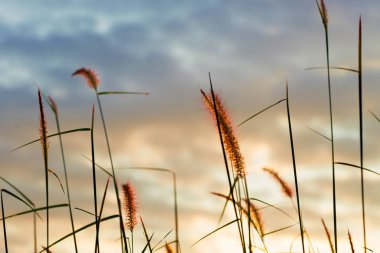 Sunrise Nehri çim ile.