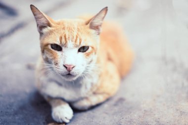 Sarı çizgili beyaz kedi çimento yerde yatarken.