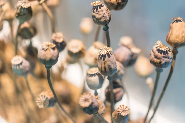 Trockenes Opium in sanftem Licht. — Stockfoto