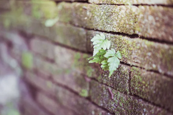 La hierba en la vieja pared de ladrillo . —  Fotos de Stock