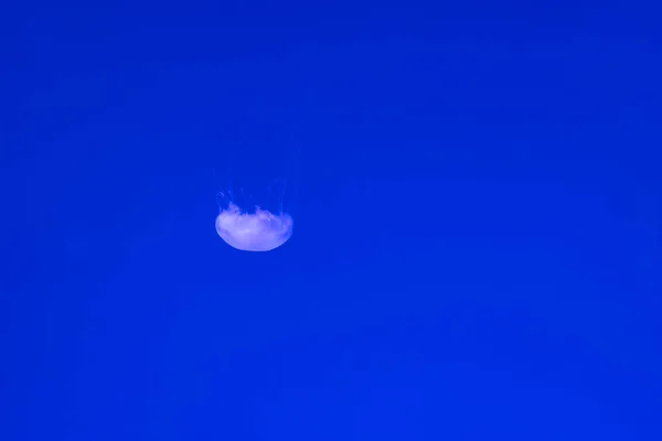 Jellyfish swimming deep sea