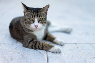 Kaldırım sahada crouching kedi.