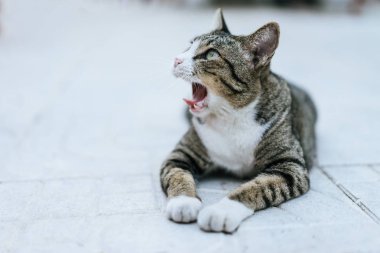Kaldırım sahada crouching esneme kedi.