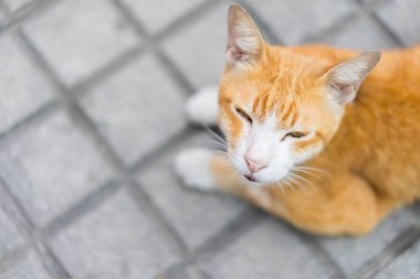 Sarı kedi kaldırımda sabah uyku.