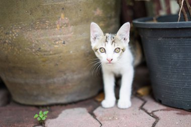 Tayland kedi kuşkuyla kat koridor seyir.