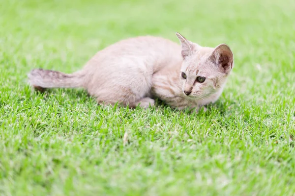 Кошка, присев на лужайке. — стоковое фото